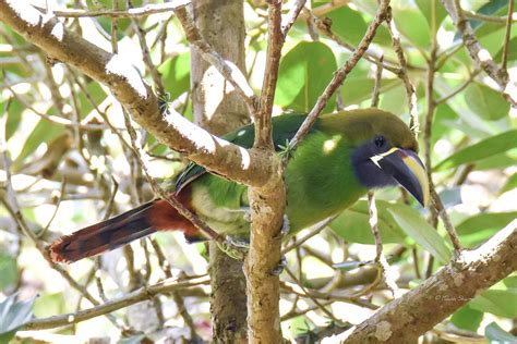 Emerald Toucanet - one of the 6 beautiful toucan species found in Costa ...