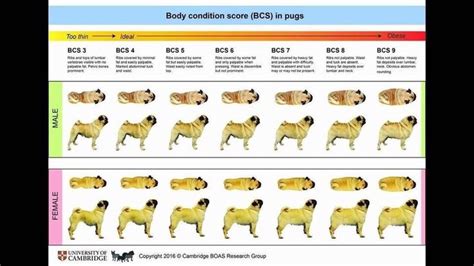 What Is The Ideal Weight For A Pug