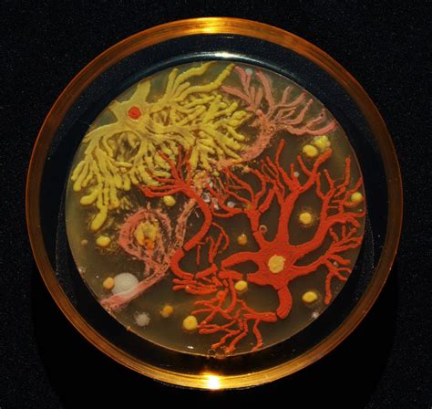 Microbe Masterpieces: Scientists Create Cool Art from Bacteria | Live ...