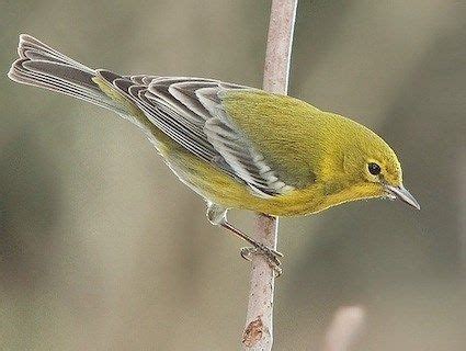 Migratory bird in our area Pine Warbler info Wild Animals Pictures, Animal Pictures, The Big ...