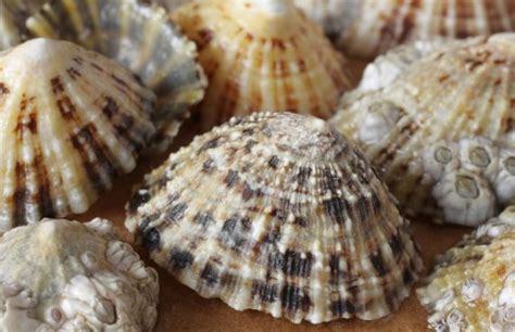 Common Limpet - Facts, Habitat, Diet, Conservation, & More - American Oceans