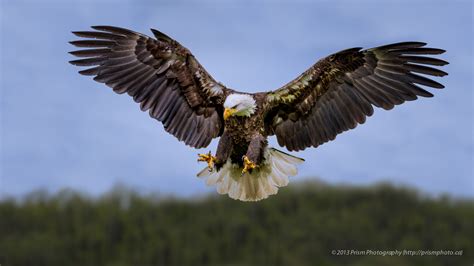 Bald Eagle Hunting by Prism Photography - Photo 51338602 / 500px