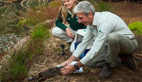 Conservation Project Brings Platypus Back to Oldest National Park