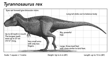 How Large Were Dinosaurs? - Let's Talk Science