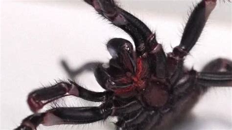 Huge male funnel spider donated in order to milk for venom | World News | Sky News