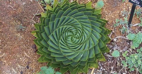 20 Fotos de plantas geométricas para los amantes de la simetría | Bored ...