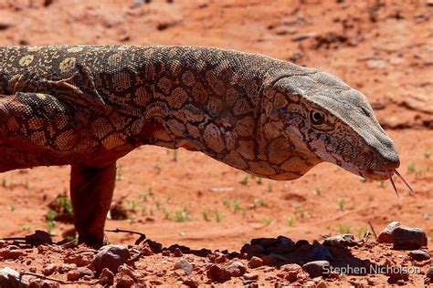 "Perentie Lizard - Central Australia" by steve nicholson | Redbubble