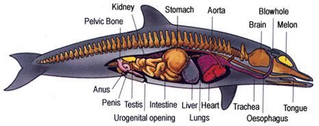 Mammals - Facts, Characteristics, Anatomy and Pictures