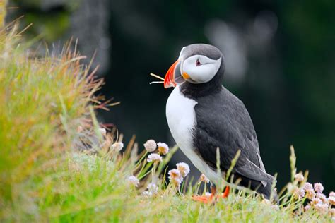 Exploring the United Kingdom's Top Ten Bird Watching Destinations During Summer