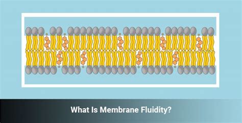 How Does Cholesterol Affect Membrane Fluidity - OHM