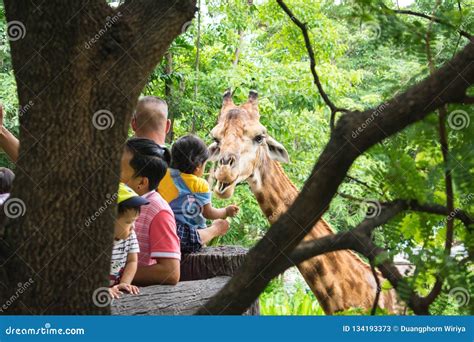 A Child Feeding Vegetable To Giraffe at Safari Editorial Stock Photo ...