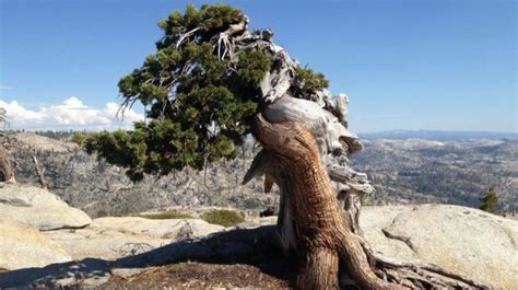 Create A Shelter Out of A Juniper Tree for Survival – Family Survival ...