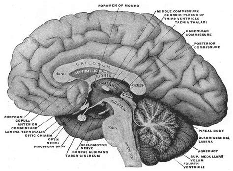 Posterior commissure - Alchetron, The Free Social Encyclopedia