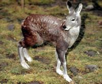 Musk Deer Video | WWF