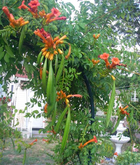 How To Grow Trumpet Vine Seeds