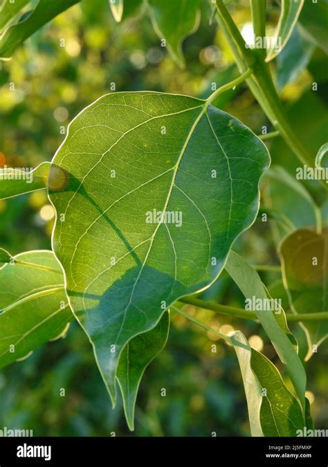 A close up shot of camphor laurel leaves. Cinnamomum camphora is a species of evergreen tree ...