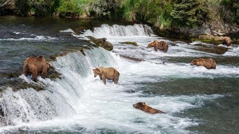 Sigue en directo a los osos grizzly pescando salmones en Alaska