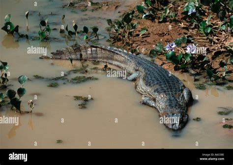 Spectacled caiman Cayman crocodilus Northern Pantanal Brazil Stock ...