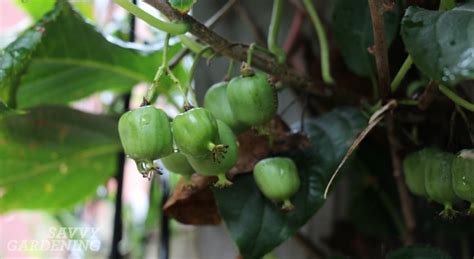 Growing kiwi fruit: It's easier than you think