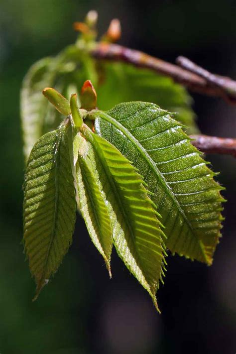 The Return of the American Chestnut Tree | Triangle Gardener Magazine