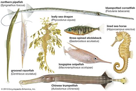 Gasterosteiform | Definition, Characteristics, & Facts | Britannica