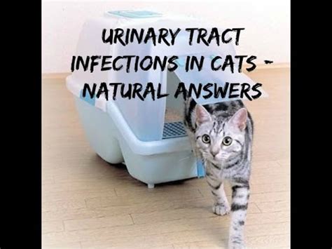 Cat Urinary Tract Infections [+video]