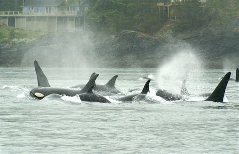 Orca Whales - The Guide to the San Juan Islands