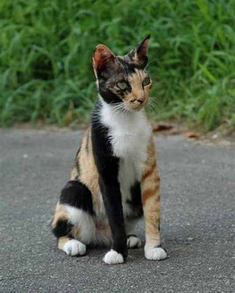 35 Cats With Totally Cool Markings - This Way Come | Pretty cats, Kittens, Beautiful cats