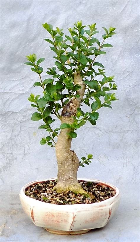 Chinese Privet Initial Styling | Bonsai South