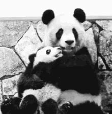 Animated Gif Panda Bear Hug - Delicate-Cloudlet