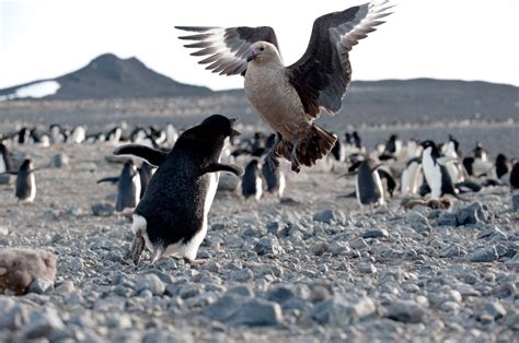 Photo Essay: South Polar Skua, the Antarctic Survivor | All About Birds All About Birds