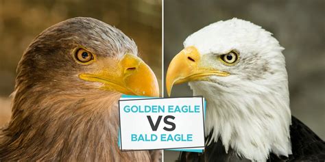 Golden Eagle vs Bald Eagle: What’s The Difference? - Birdwatching Buzz