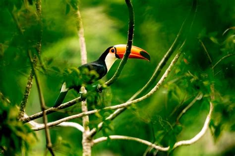 Premium Photo | Toucan on a tree branch in the amazon forest