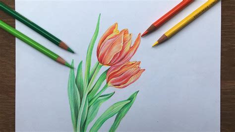 Flowers Drawing With Colored Pencils | Best Flower Site