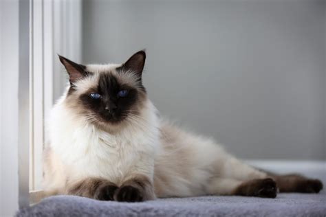 Balinese Cat Breed(Characteristics, Temperaments, Care)