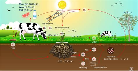 Understanding methane from livestock | Autumn 2023 | Sheep Notes ...