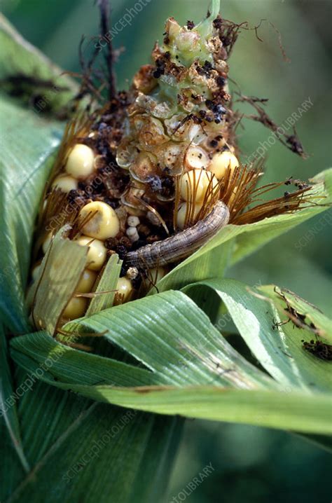 Corn borer damage to corn - Stock Image - B265/0183 - Science Photo Library