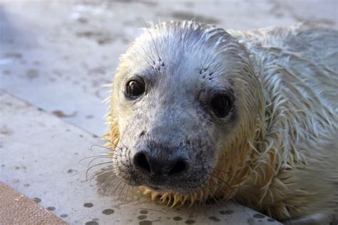 Gray seal pup born | Smithsonian Insider