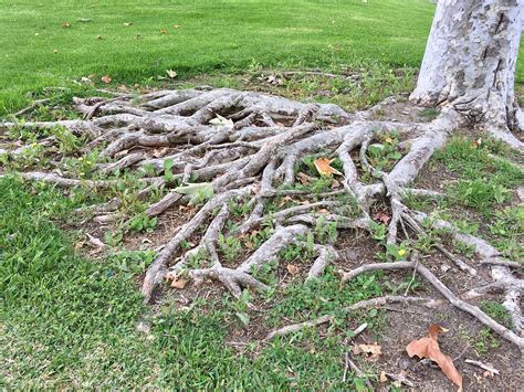 Will A Tree Die If Its Roots Are Damaged? - Evergreen Arborist Consultants