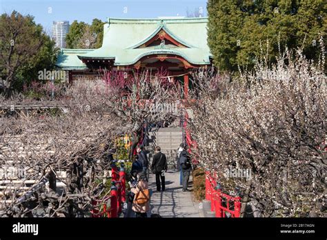 Kameido Tenjinsha Ume Festival, Koto-Ku, Tokyo, Japan Stock Photo - Alamy