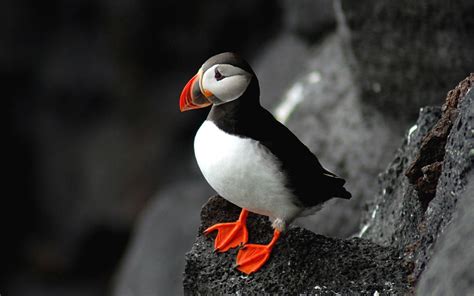 Puffin Wallpapers - Wallpaper Cave