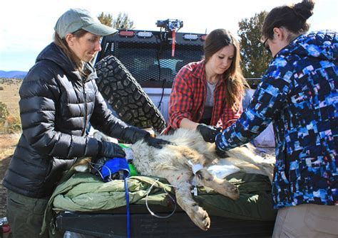 Endangered Mexican wolf treks further north in New Mexico - MyNorthwest.com