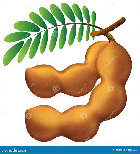 Tamarind Icon Royalty-Free Stock Photography | CartoonDealer.com #11821661