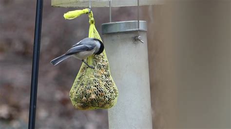 Mr Bird Seed Bell at Gordon Leslie blog