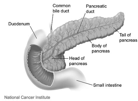 Pancreas Anatomy and Function