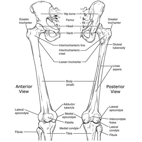 Lower Leg Bones Diagram / Muscles Of The Lower Leg And Knee Preview Human Anatomy Kenhub Youtube ...