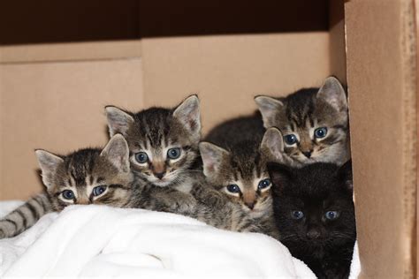 5 rescued babies in a box. | Animals, Cats, Adorable