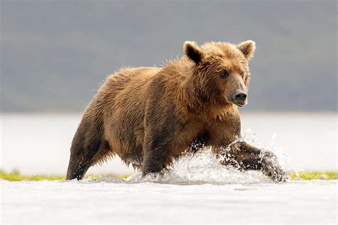 Are There Grizzly Bears In Acadia National Park? – Van Camping Life