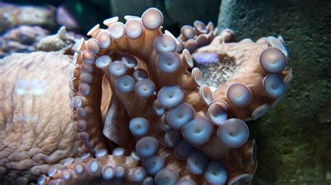 How Many Suction Cups Does an Octopus Have? - American Oceans