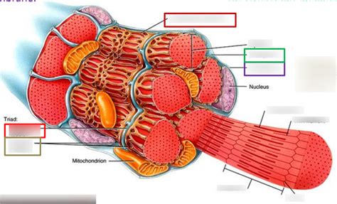 Chapter 10 - Skeletal Muscle Fiber Diagram | Quizlet